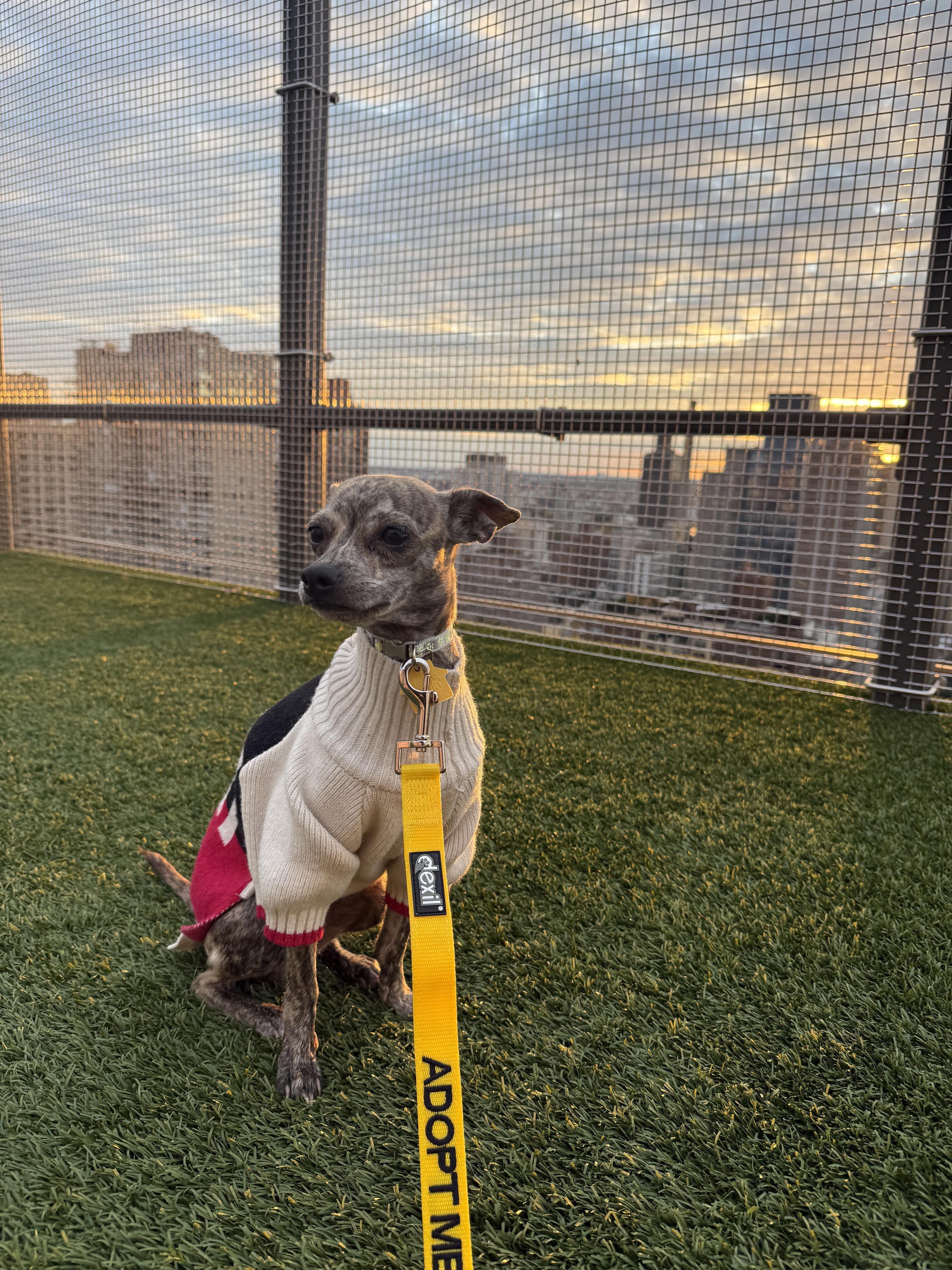 Uggie