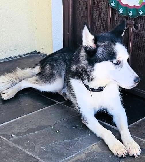 Enlarge MARCO, a Adoptable mixed breed in Largo, FL image 6/6