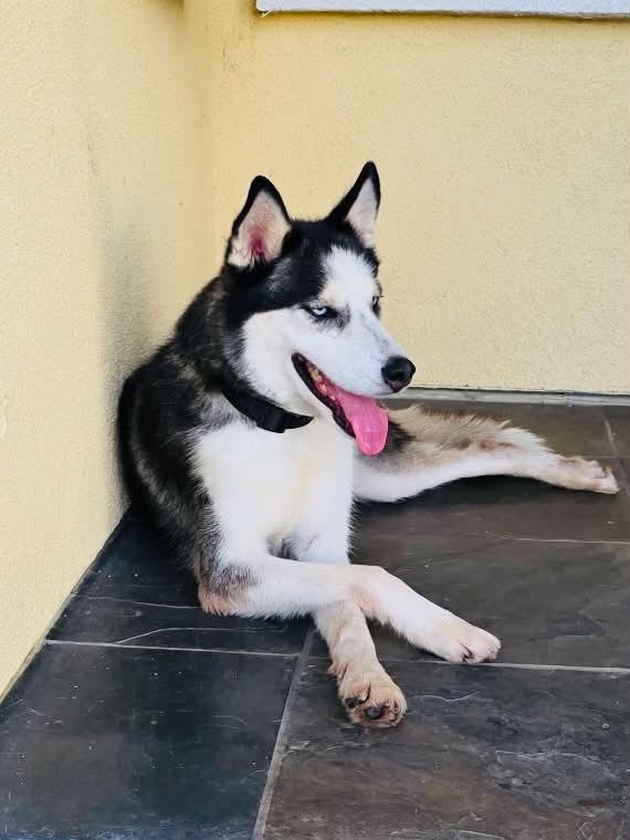 Enlarge MARCO, a Adoptable mixed breed in Largo, FL image 4/6