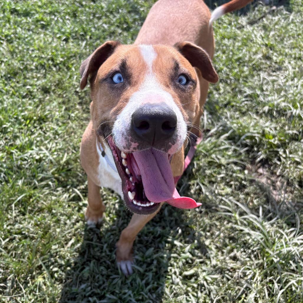 Kevin, Adoptable, Adult Male Boxer & Mixed Breed.