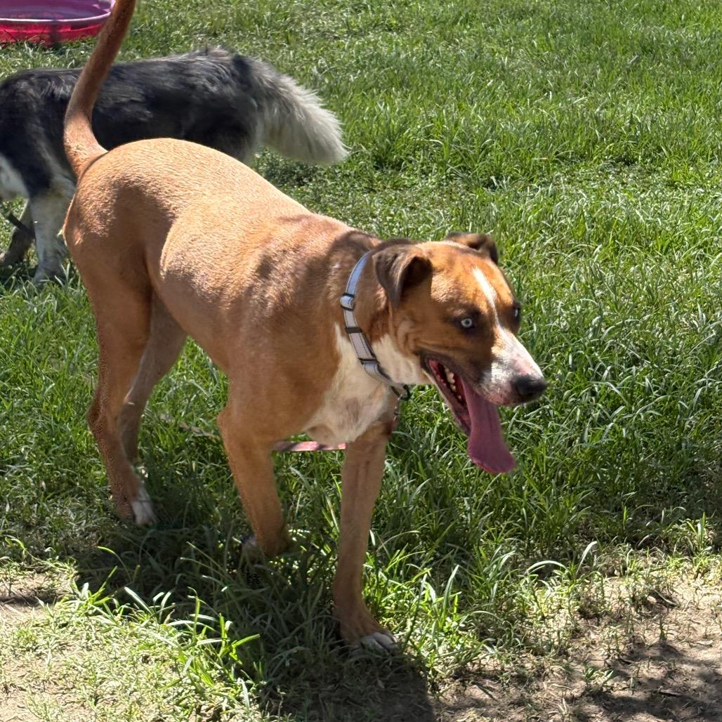 Enlarge Kevin, a Adoptable mixed breed in San Jacinto, CA image 2/6
