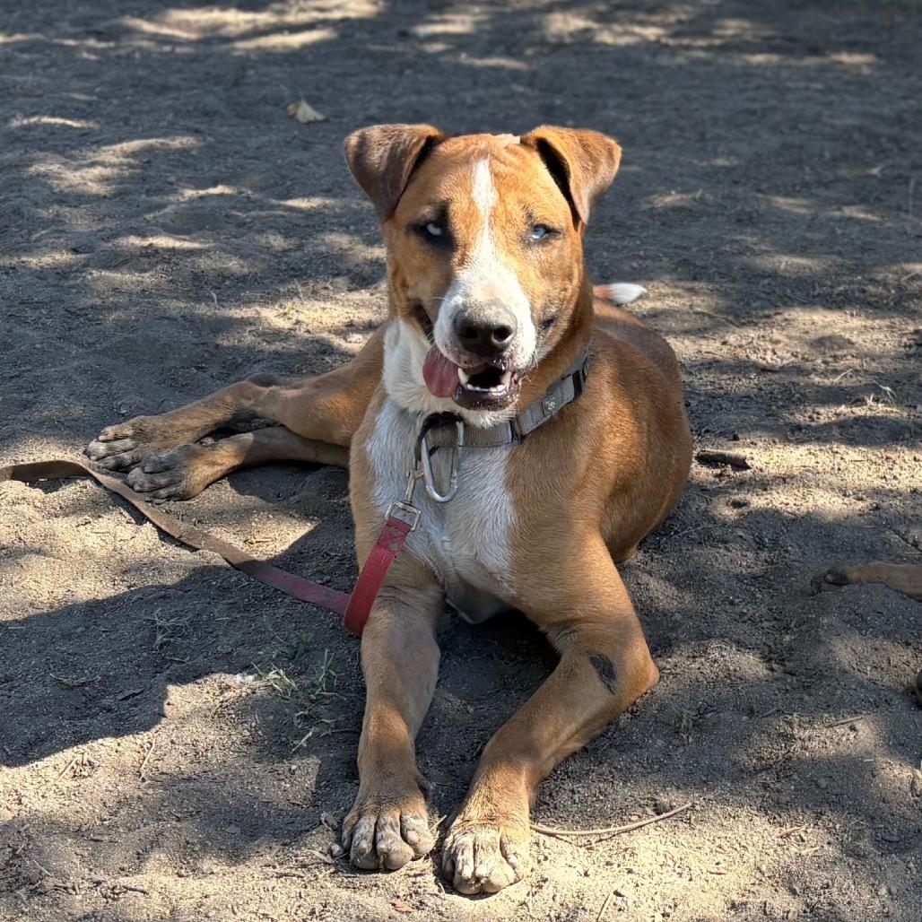 Enlarge Kevin, a Adoptable mixed breed in San Jacinto, CA image 3/6