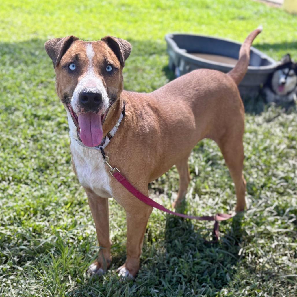 Enlarge Kevin, a Adoptable mixed breed in San Jacinto, CA image 4/6