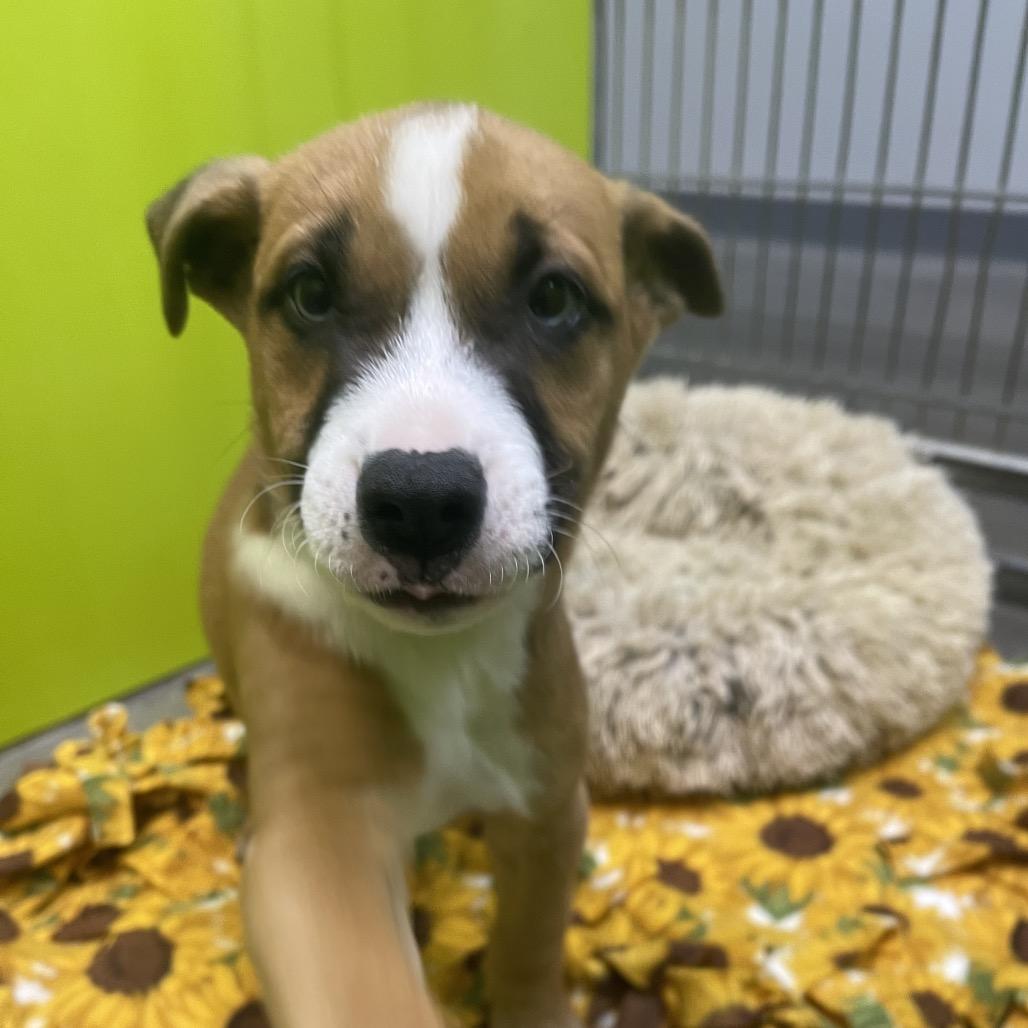 Enlarge Kevin, a Adoptable mixed breed in San Jacinto, CA image 5/6