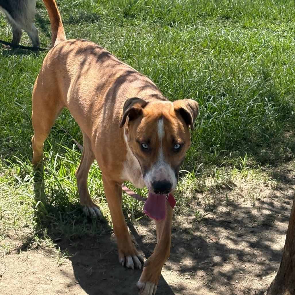 Enlarge Kevin, a Adoptable mixed breed in San Jacinto, CA image 6/6
