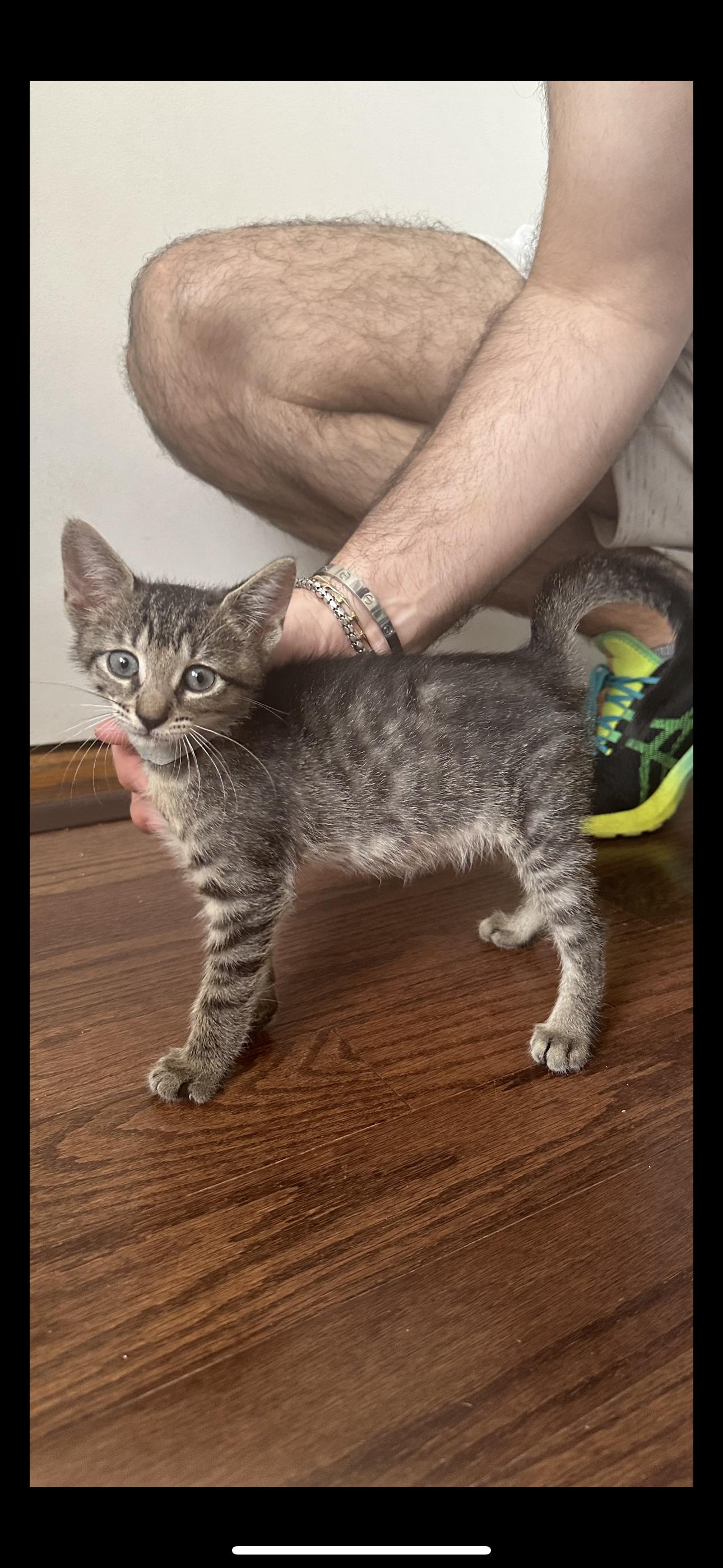 Enlarge Mary, a Adopted Domestic Short Hair in Yonkers, NY image 4/4