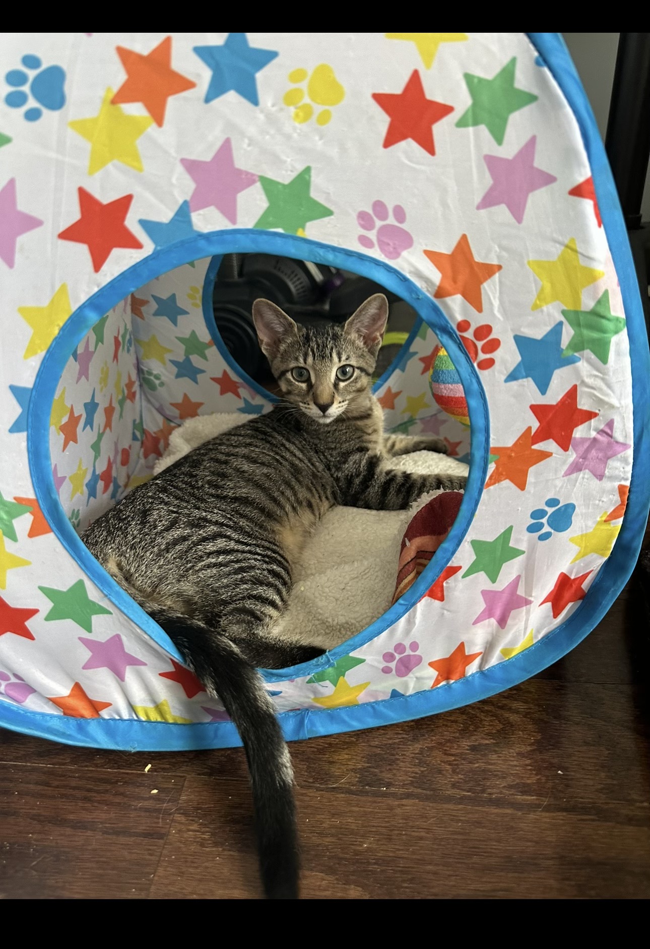 Enlarge Mary, a Adopted Domestic Short Hair in Yonkers, NY image 2/4