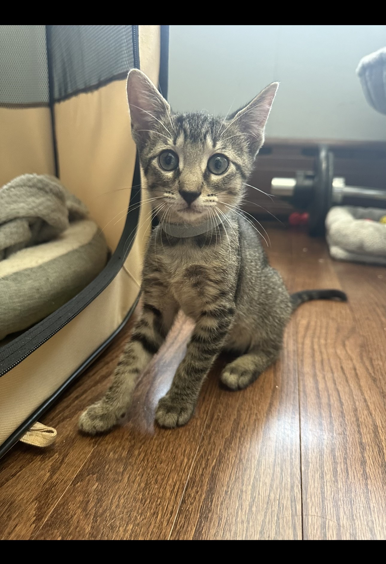 Enlarge Mary, a Adopted Domestic Short Hair in Yonkers, NY image 3/4