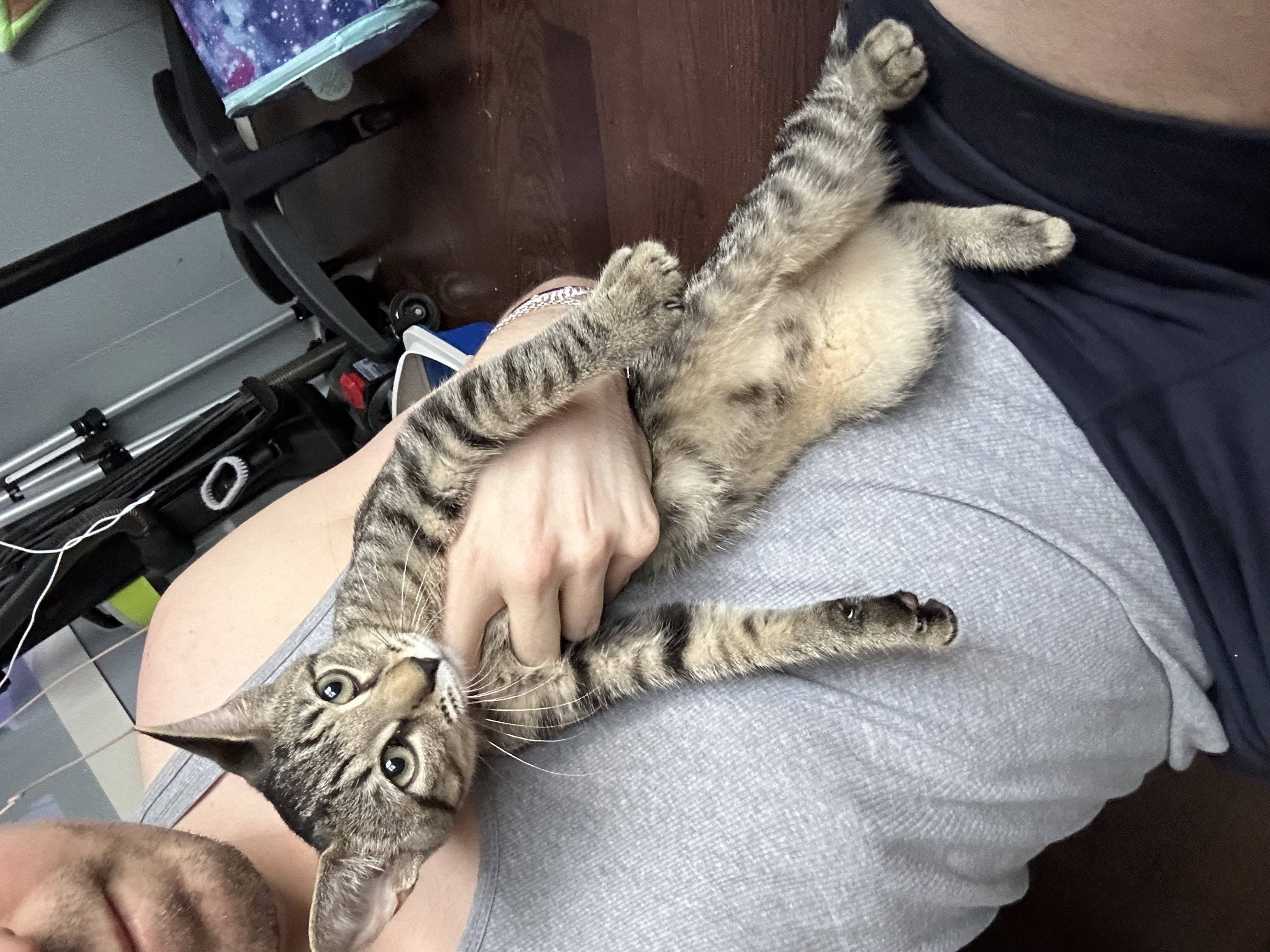 Enlarge Mary, a Adopted Domestic Short Hair in Yonkers, NY image 1/4