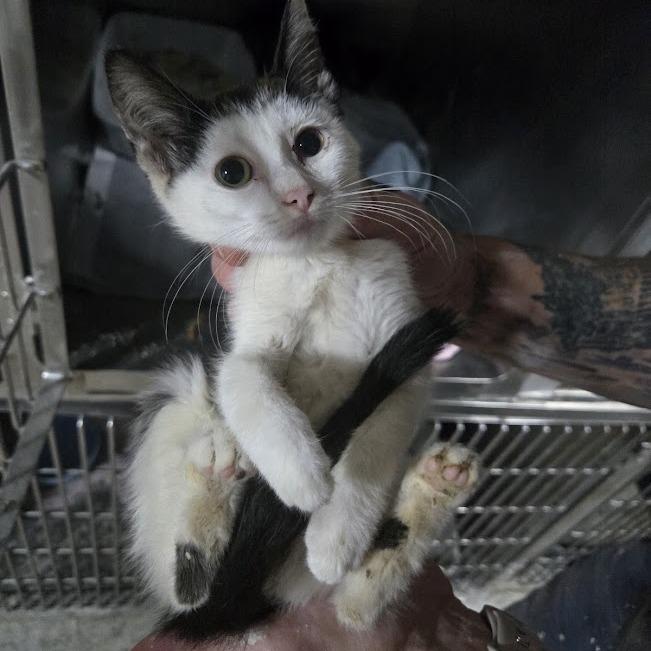 Enlarge Opal, a Adoptable Domestic Short Hair in Sioux Falls, SD image 1/1