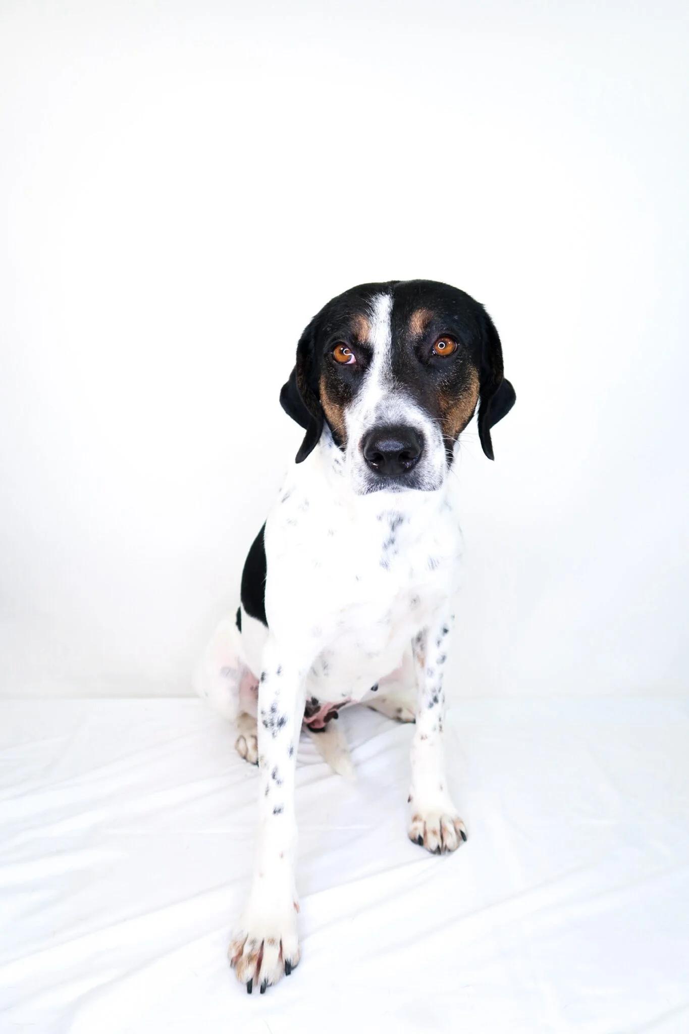 Amelia, ADOPTABLE, Adult Female Hound.