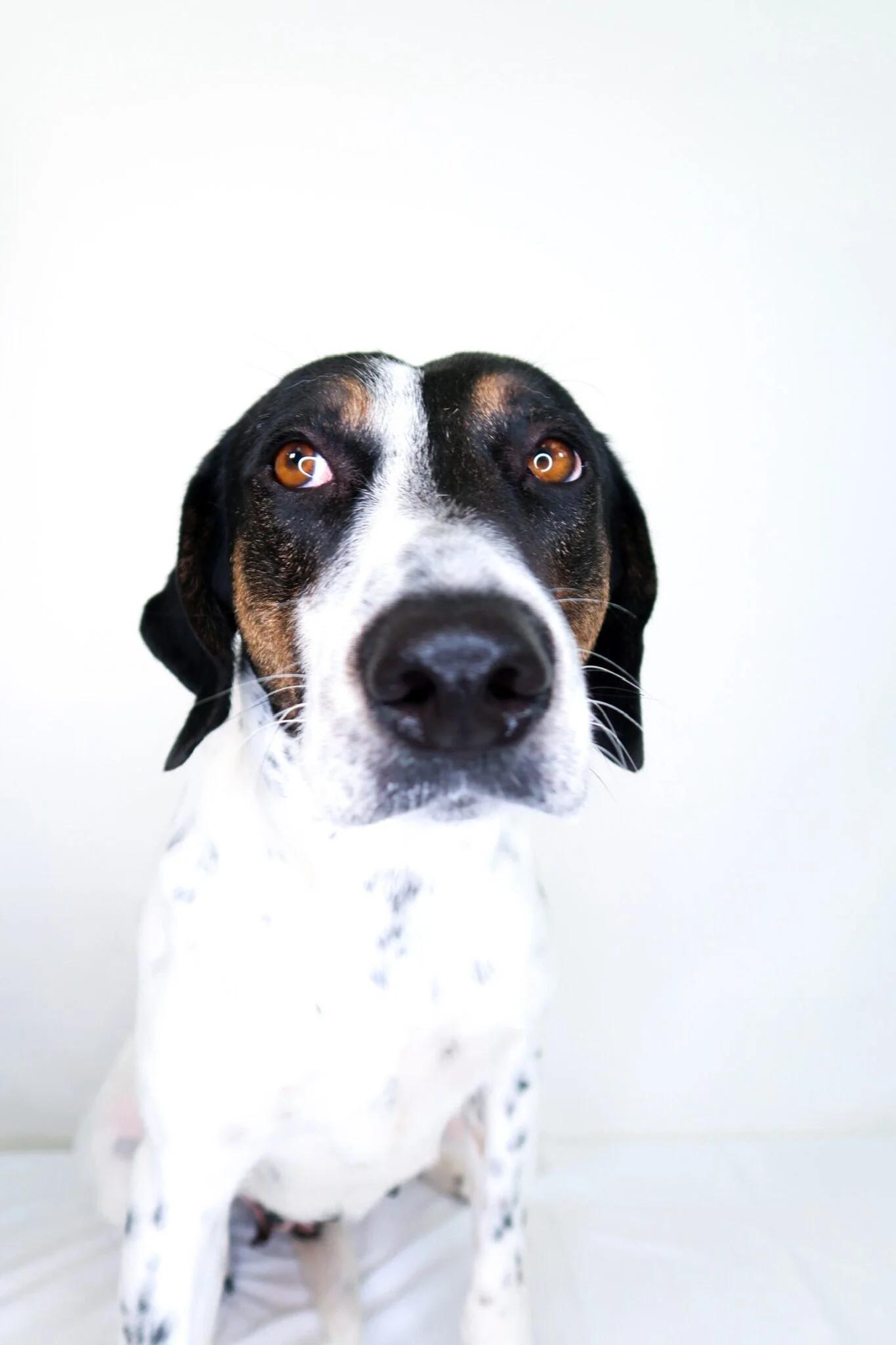 Enlarge Amelia, a ADOPTABLE mixed breed in Bixby, OK image 3/6