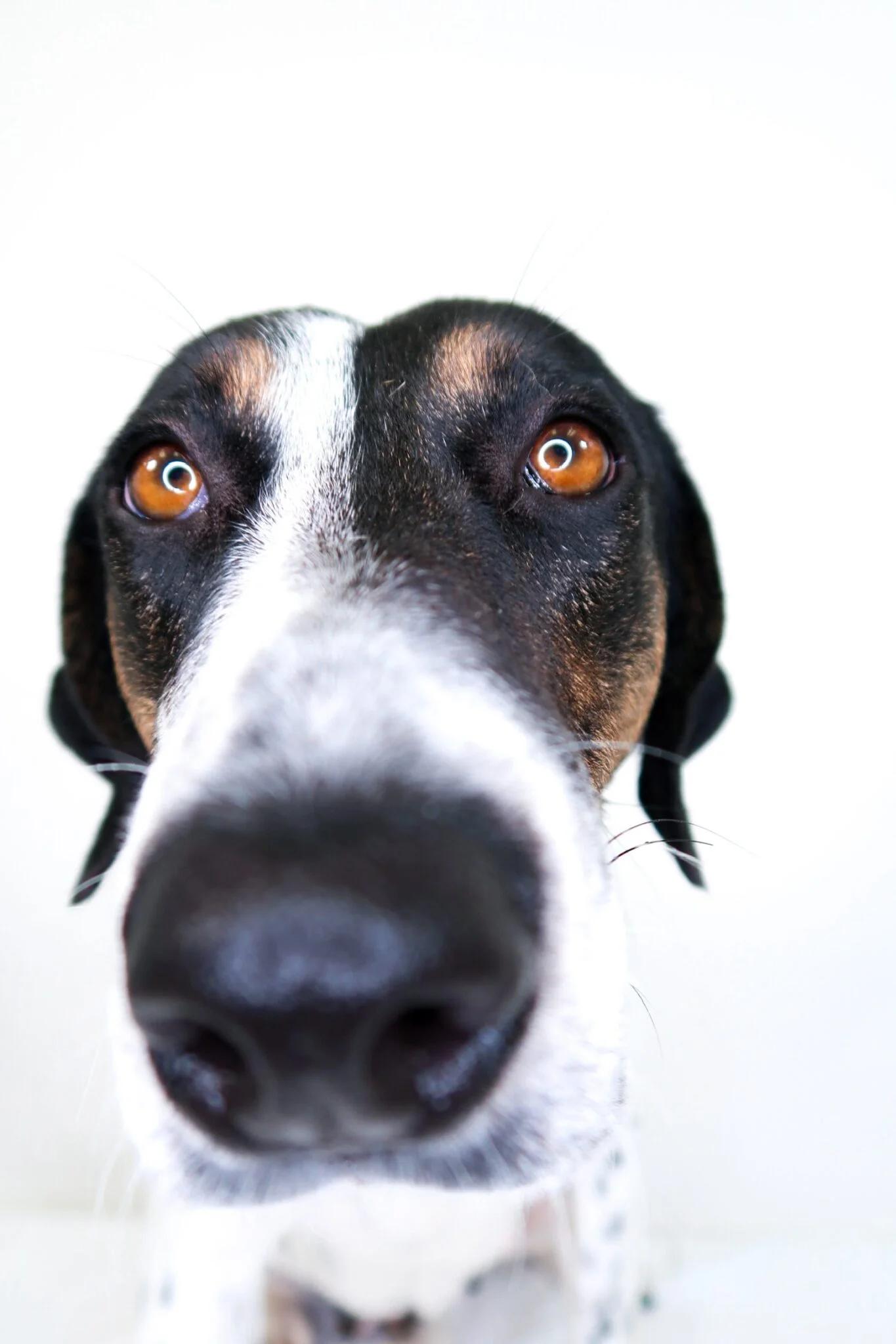 Enlarge Amelia, a ADOPTABLE mixed breed in Bixby, OK image 5/6