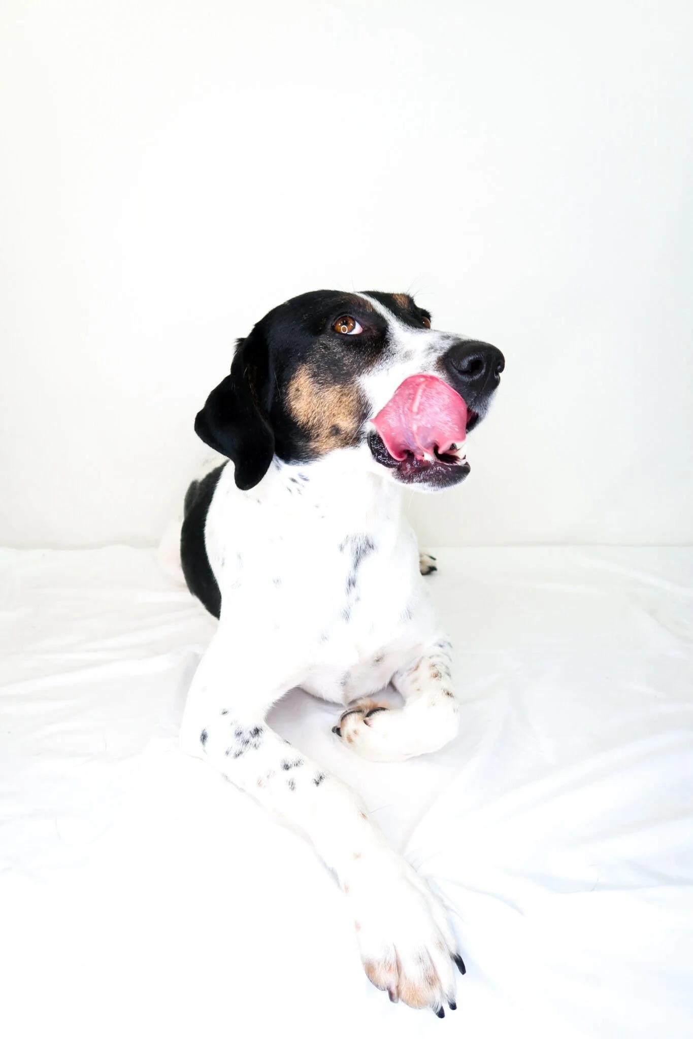 Enlarge Amelia, a ADOPTABLE mixed breed in Bixby, OK image 6/6