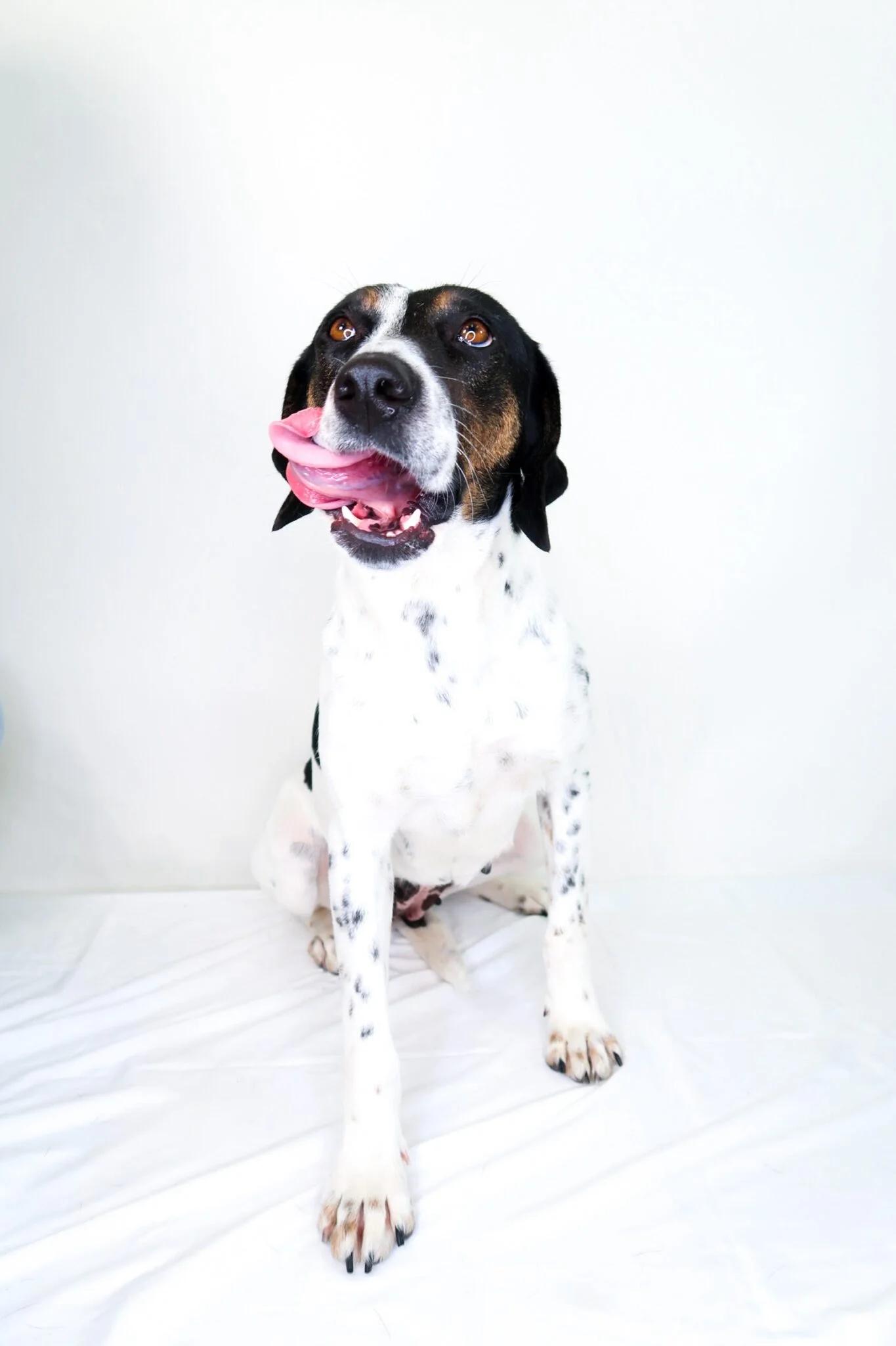 Enlarge Amelia, a ADOPTABLE mixed breed in Bixby, OK image 4/6