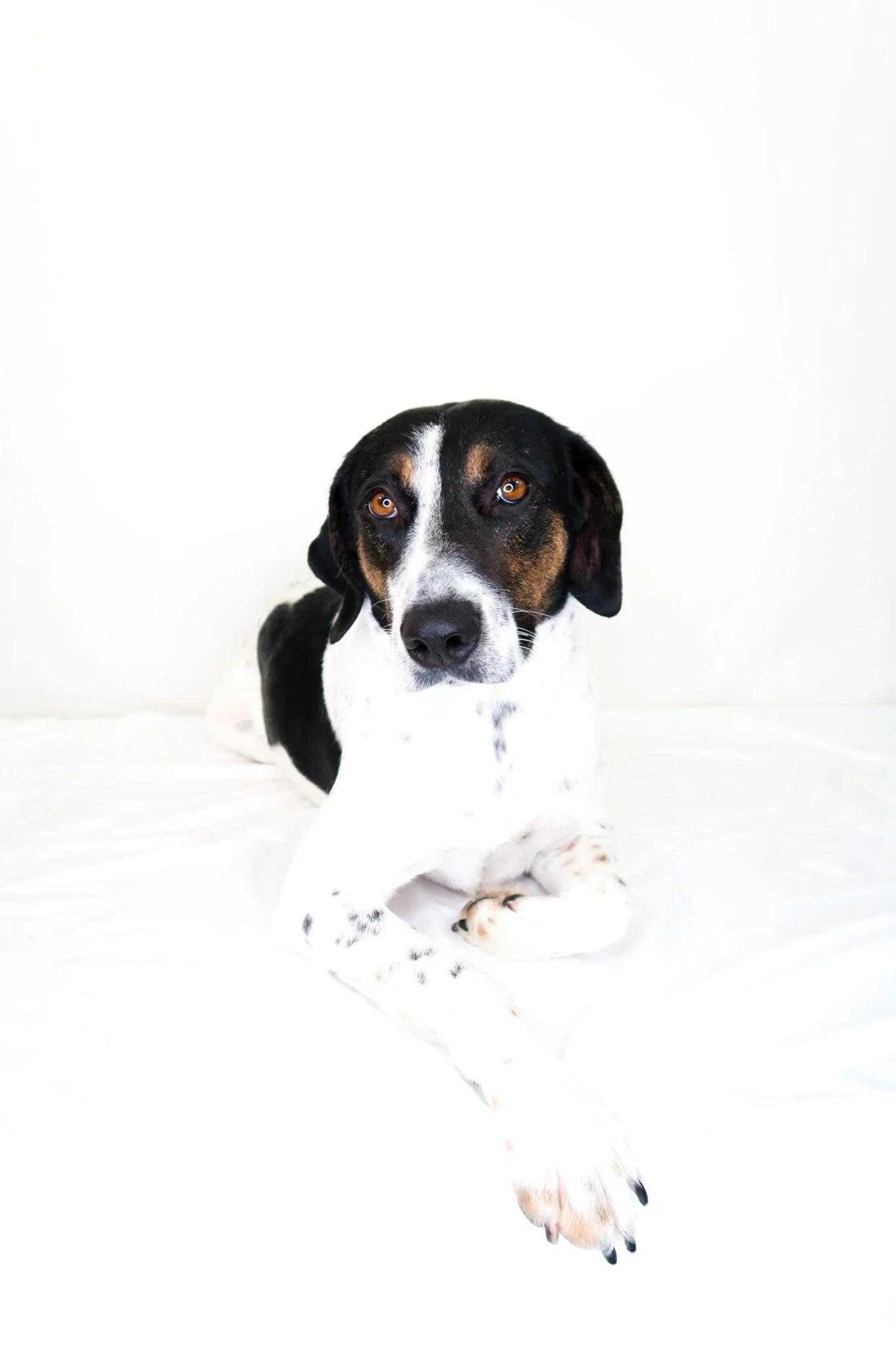 Enlarge Amelia, a ADOPTABLE mixed breed in Bixby, OK image 2/6