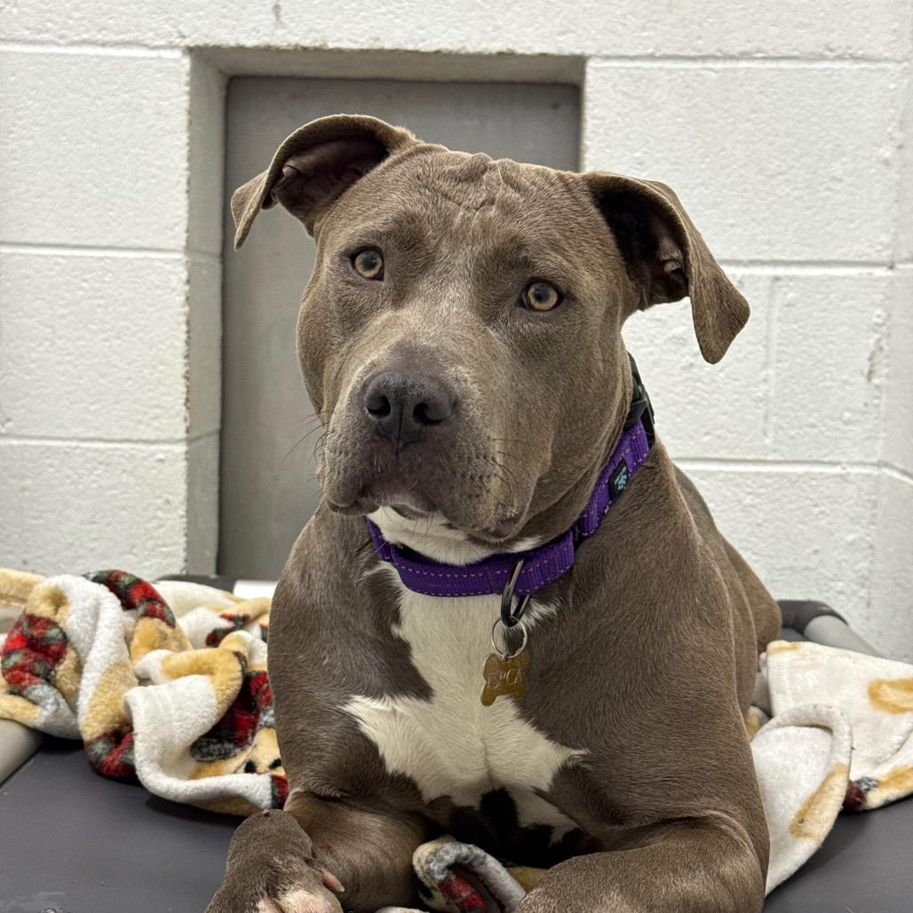 Enlarge Dahlia, a Adoptable Pit Bull Terrier in San Francisco, CA image 1/4