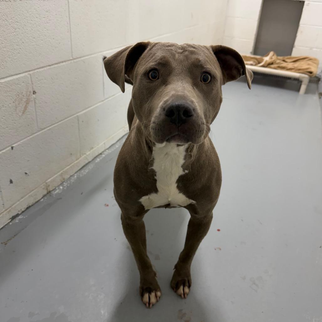 Enlarge Dahlia, a Adoptable Pit Bull Terrier in San Francisco, CA image 2/4