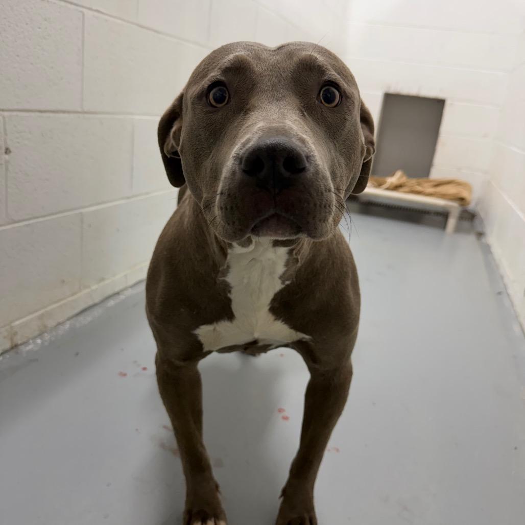 Enlarge Dahlia, a Adoptable Pit Bull Terrier in San Francisco, CA image 3/4
