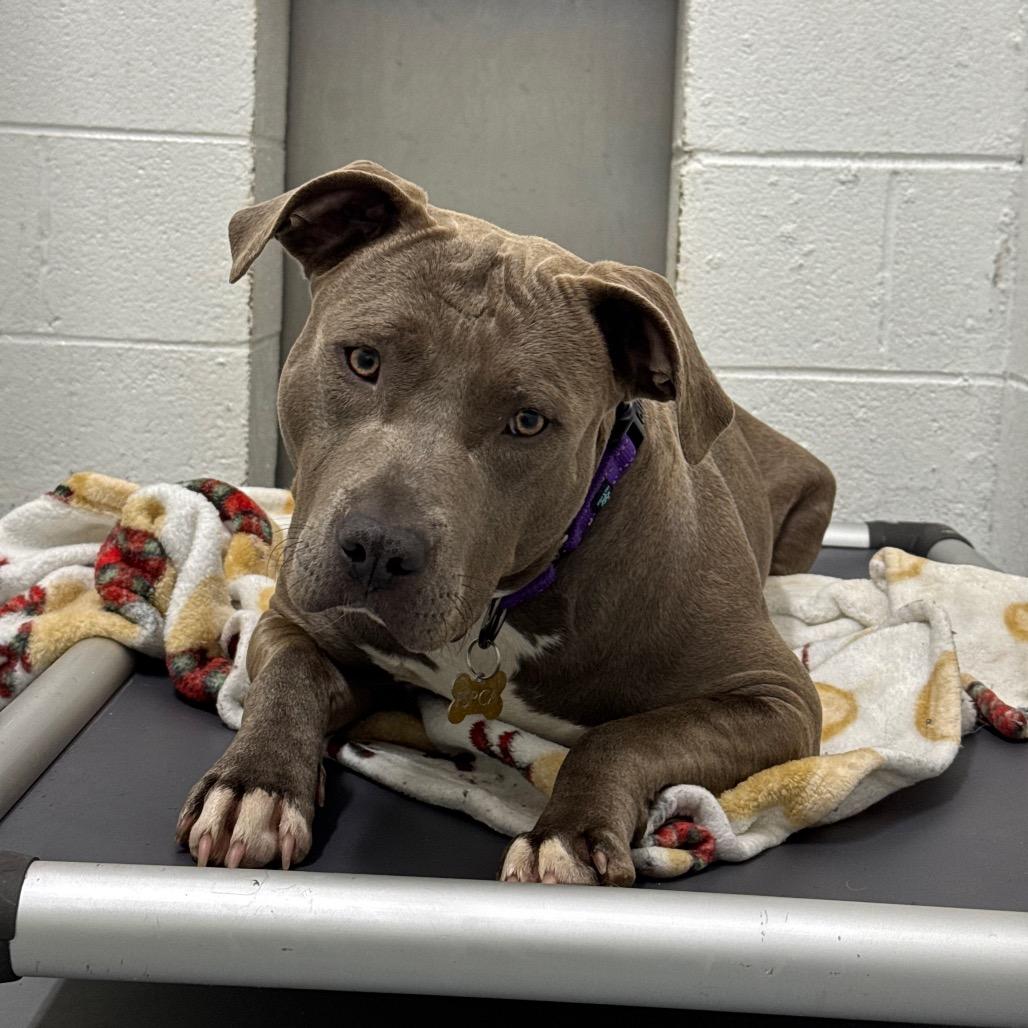 Enlarge Dahlia, a Adoptable Pit Bull Terrier in San Francisco, CA image 4/4