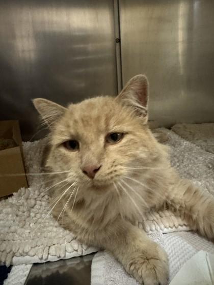 Hammer, Adoptable, Adult Male Domestic Long Hair & Domestic Short Hair.