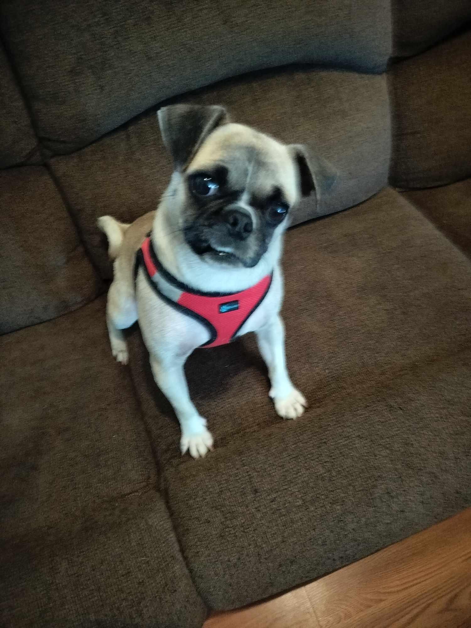 Daisy photo 1