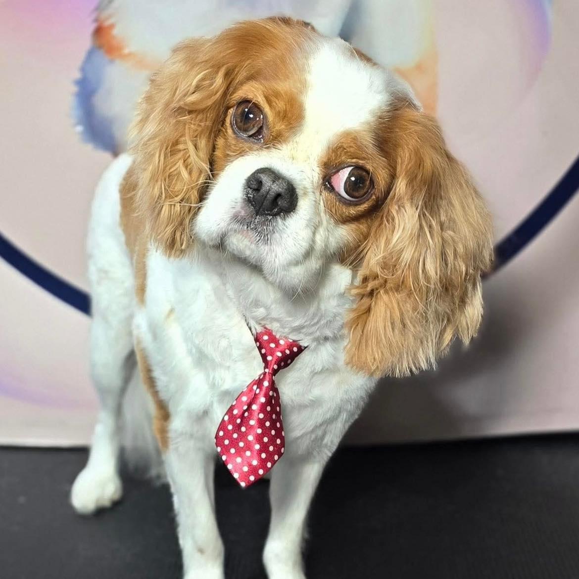 Chessie, ADOPTABLE, Adult Male Cavalier King Charles Spaniel.