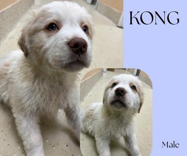 Kong, ADOPTABLE, Young Male Yellow Labrador Retriever & Cocker Spaniel.