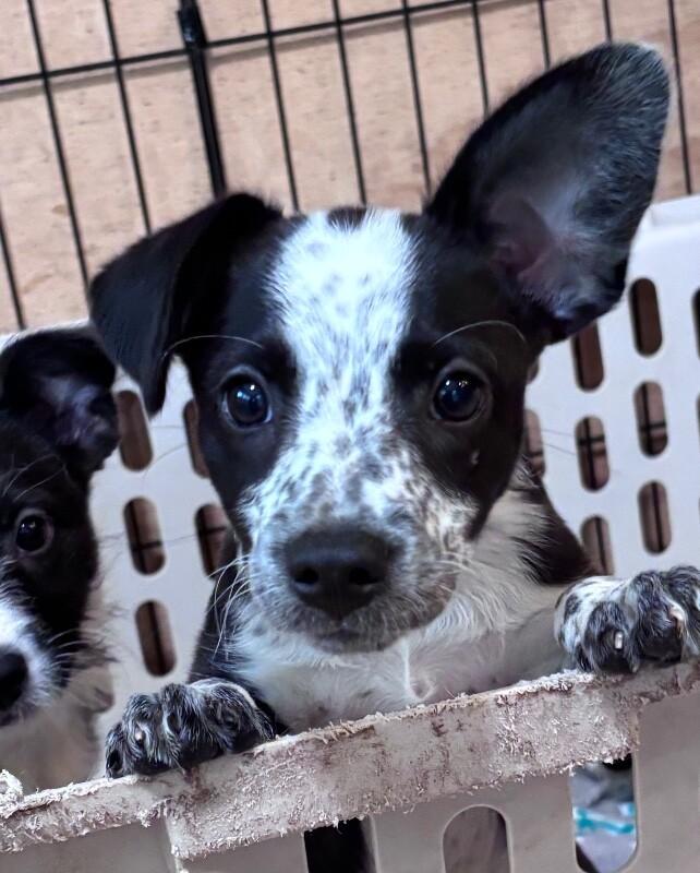 Poppy, Adopted, Young Female Terrier & Mixed Breed.