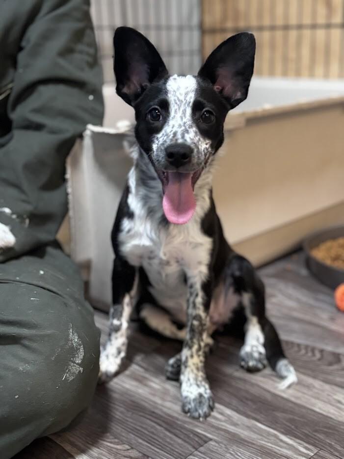 Enlarge Poppy, a Adopted mixed breed in renton, WA image 3/3
