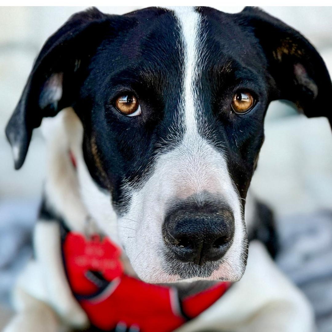 Ben, Adoptable, Young Male Mixed Breed.