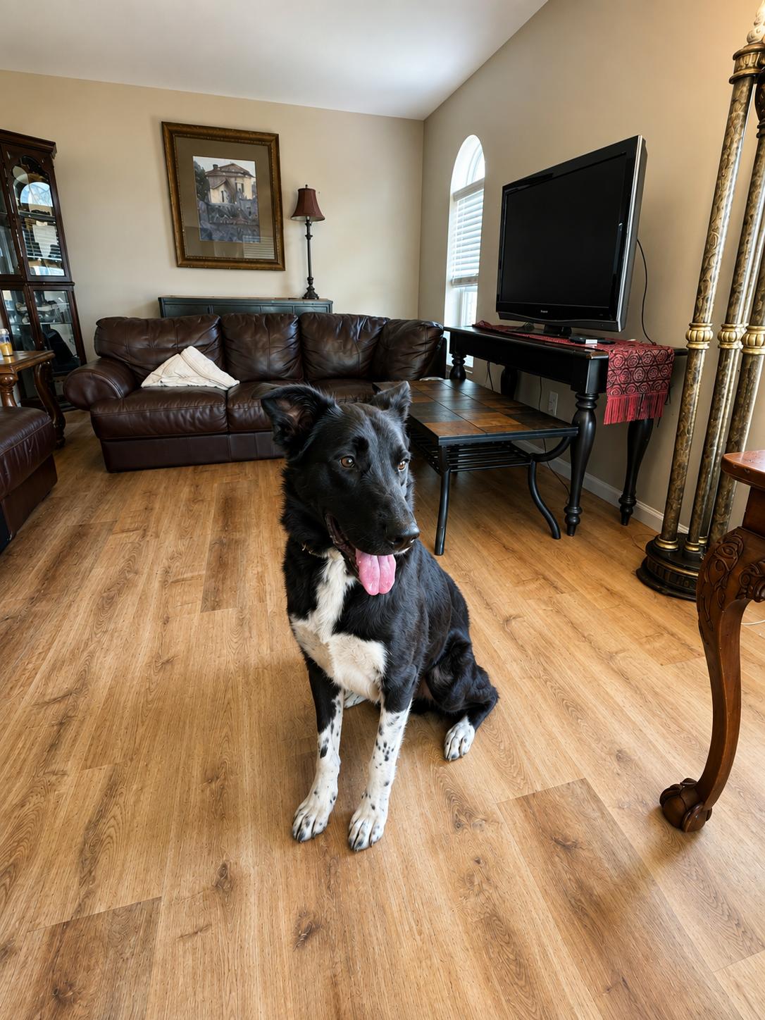 Enlarge Jett, a Adoptable mixed breed in Dallas, TX image 1/3