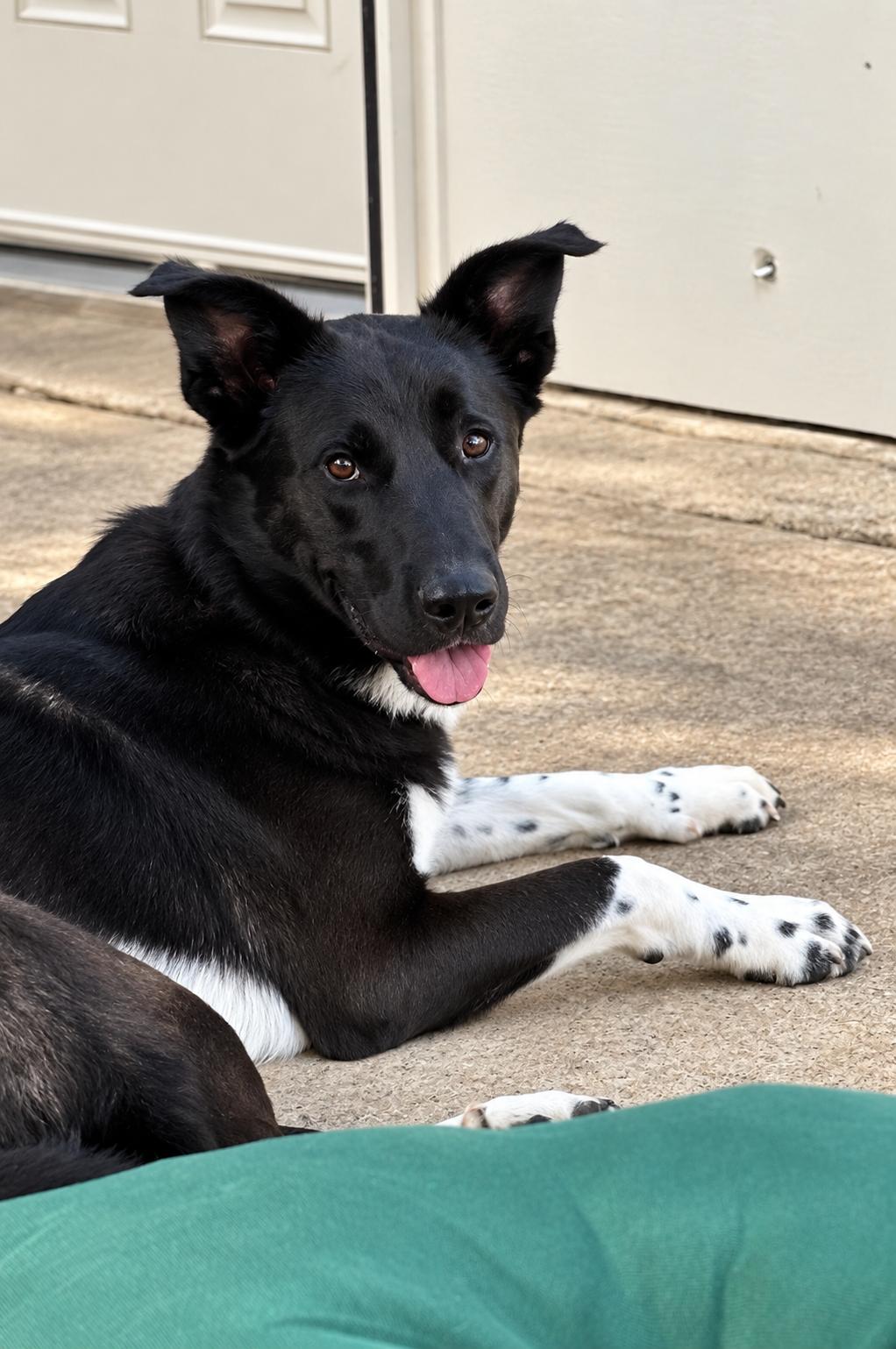 Enlarge Jett, a Adoptable mixed breed in Dallas, TX image 2/3