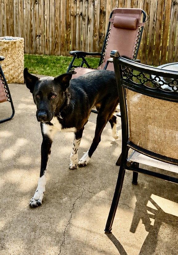 Enlarge Jett, a Adoptable mixed breed in Dallas, TX image 3/3