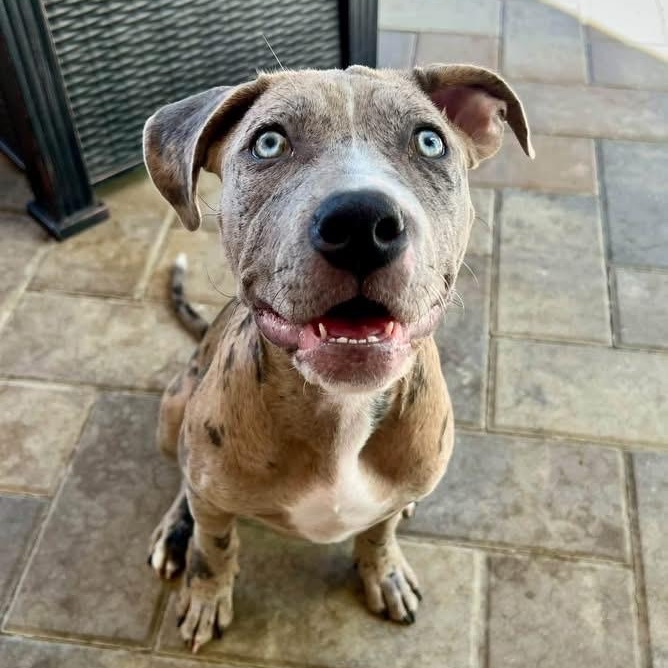 Enlarge Sunny, a ADOPTABLE mixed breed in Citrus Heights, CA image 4/6