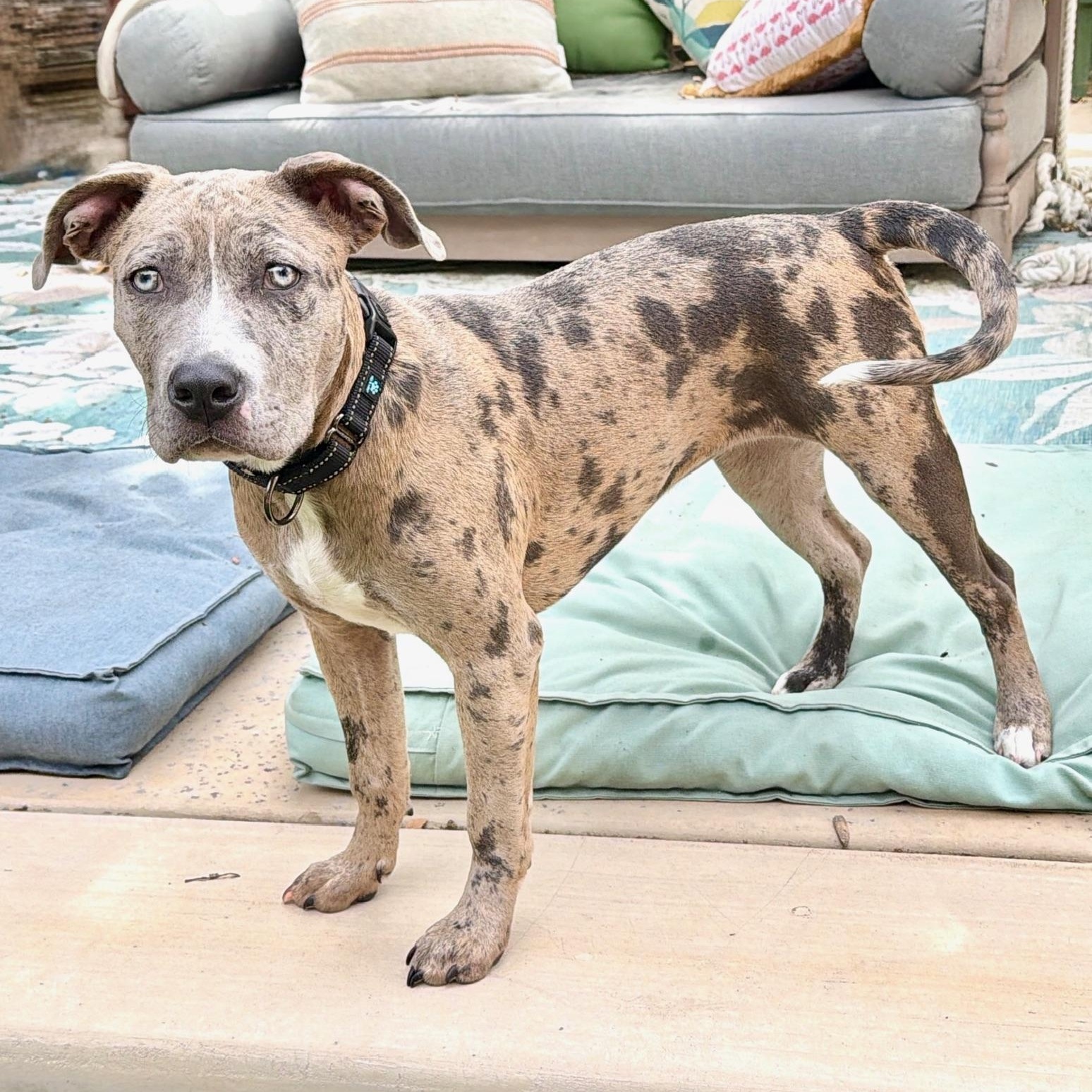 Enlarge Sunny, a Adoptable mixed breed in Citrus Heights, CA image 5/6