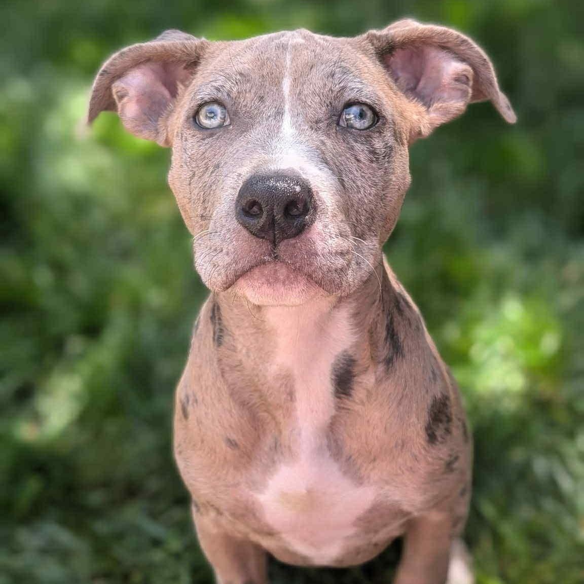 Sunny, ADOPTABLE, Puppy Female American Bully & Pit Bull Terrier.