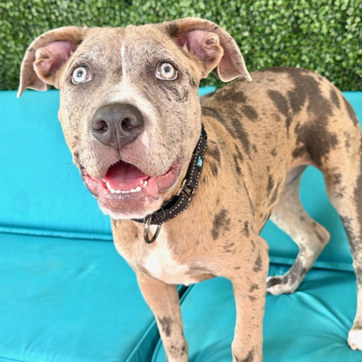 Sunny, Adoptable, Puppy Female American Bully & Pit Bull Terrier.