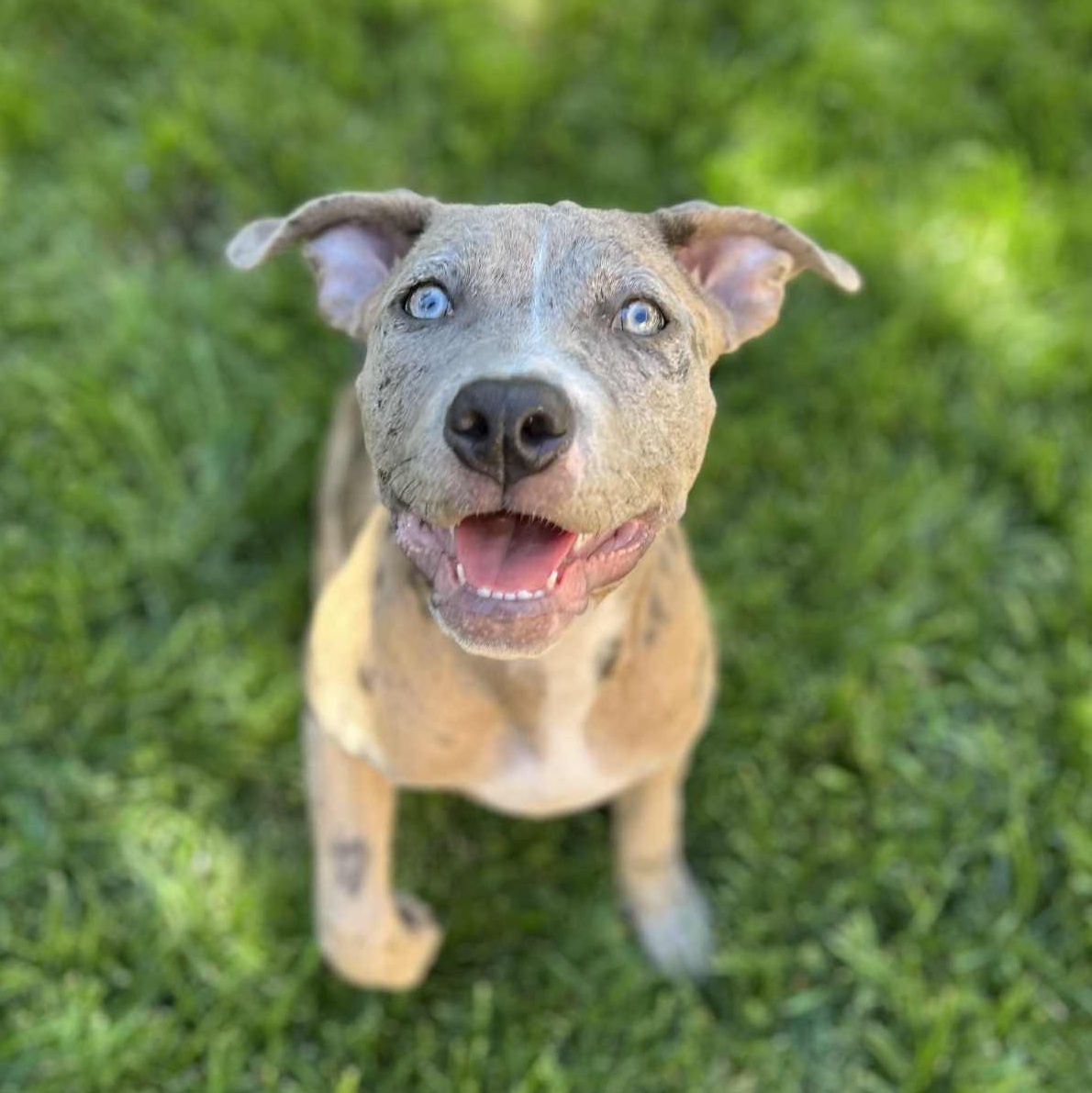 Enlarge Sunny, a ADOPTABLE mixed breed in Citrus Heights, CA image 5/6