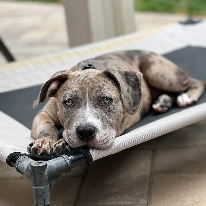 Enlarge Sunny, a ADOPTABLE mixed breed in Citrus Heights, CA image 6/6