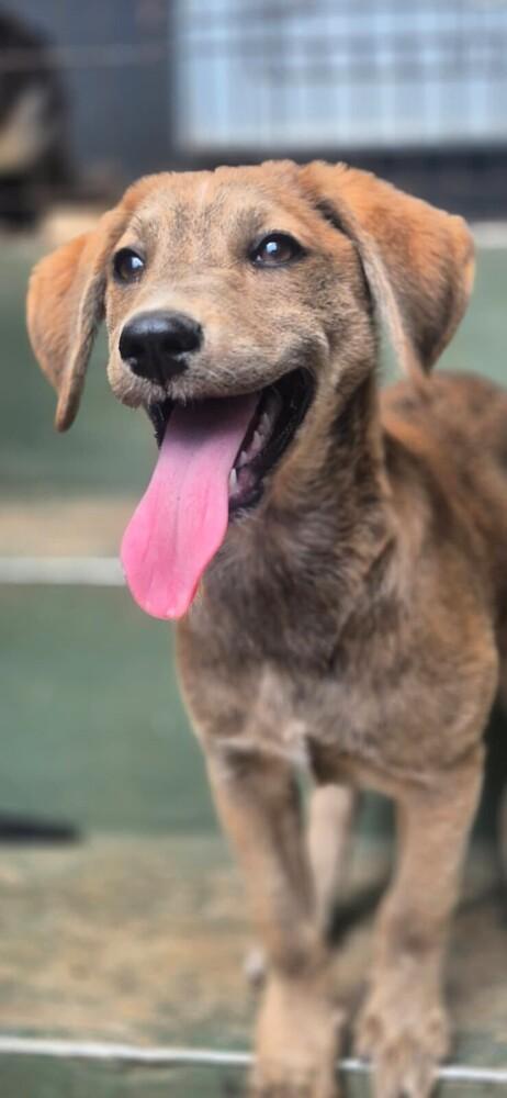 Enlarge Milena, a Adoptable mixed breed in North Reading, MA image 1/6