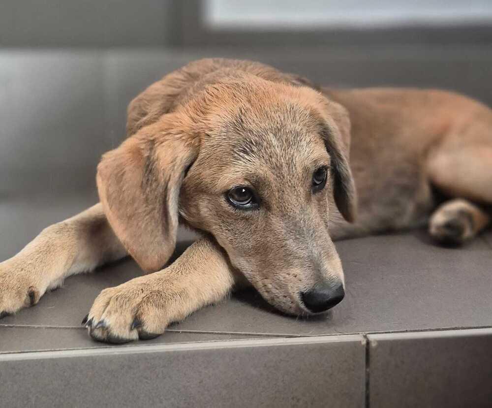 Enlarge Milena, a Adoptable mixed breed in North Reading, MA image 2/6