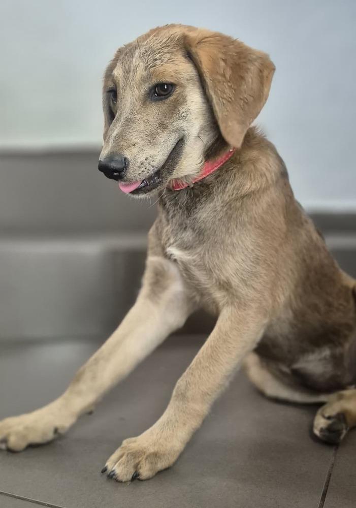 Enlarge Milena, a Adoptable mixed breed in North Reading, MA image 3/6