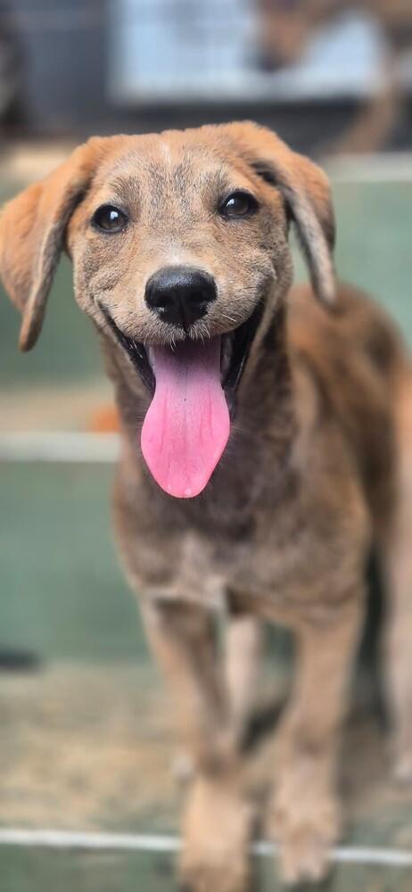 Enlarge Milena, a Adoptable mixed breed in North Reading, MA image 4/6