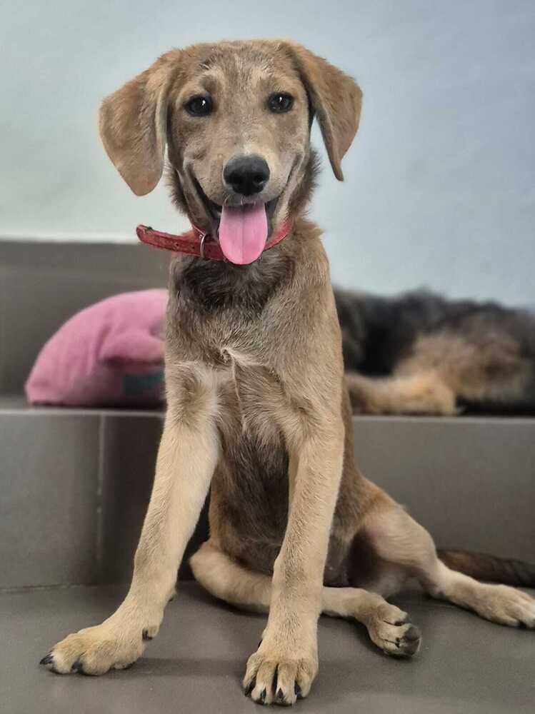 Enlarge Milena, a Adoptable mixed breed in North Reading, MA image 5/6