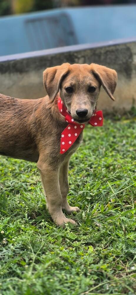 Enlarge Milena, a Adoptable mixed breed in North Reading, MA image 6/6