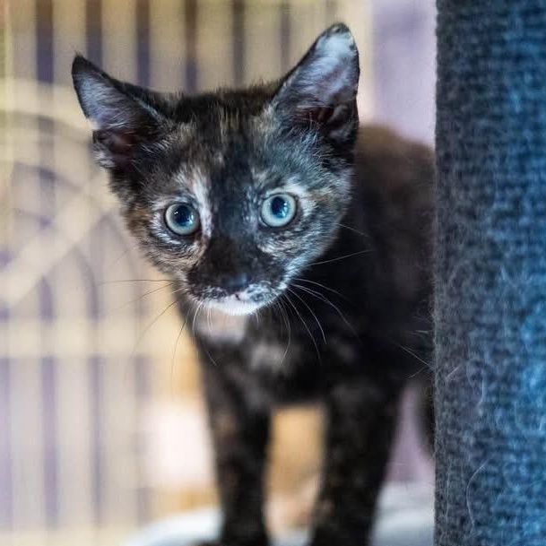 Enlarge STELLA, a ADOPTABLE Domestic Short Hair in Schnecksville, PA image 1/1