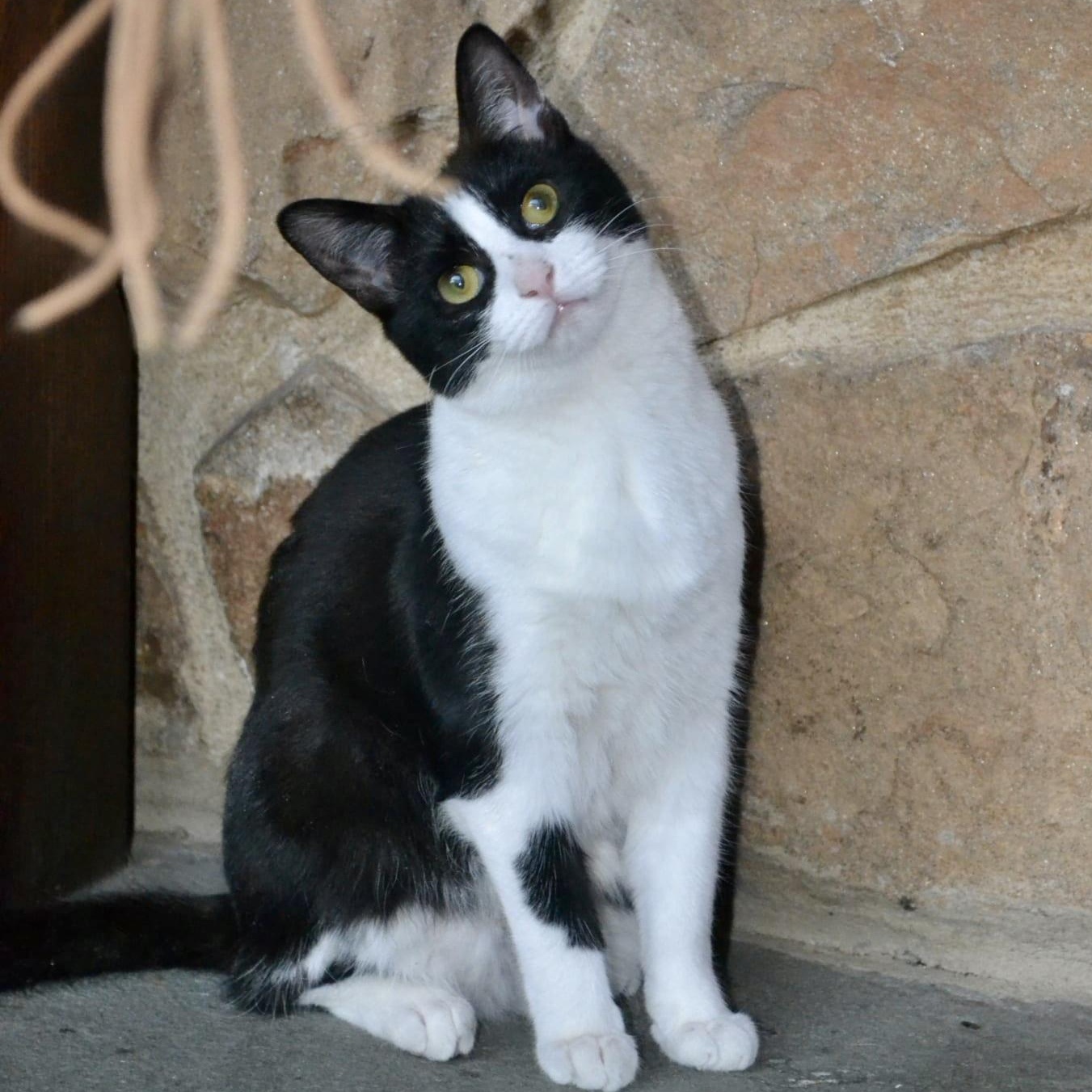 Enlarge Gherkin, a Adoptable mixed breed in Woodbury, NJ image 3/6