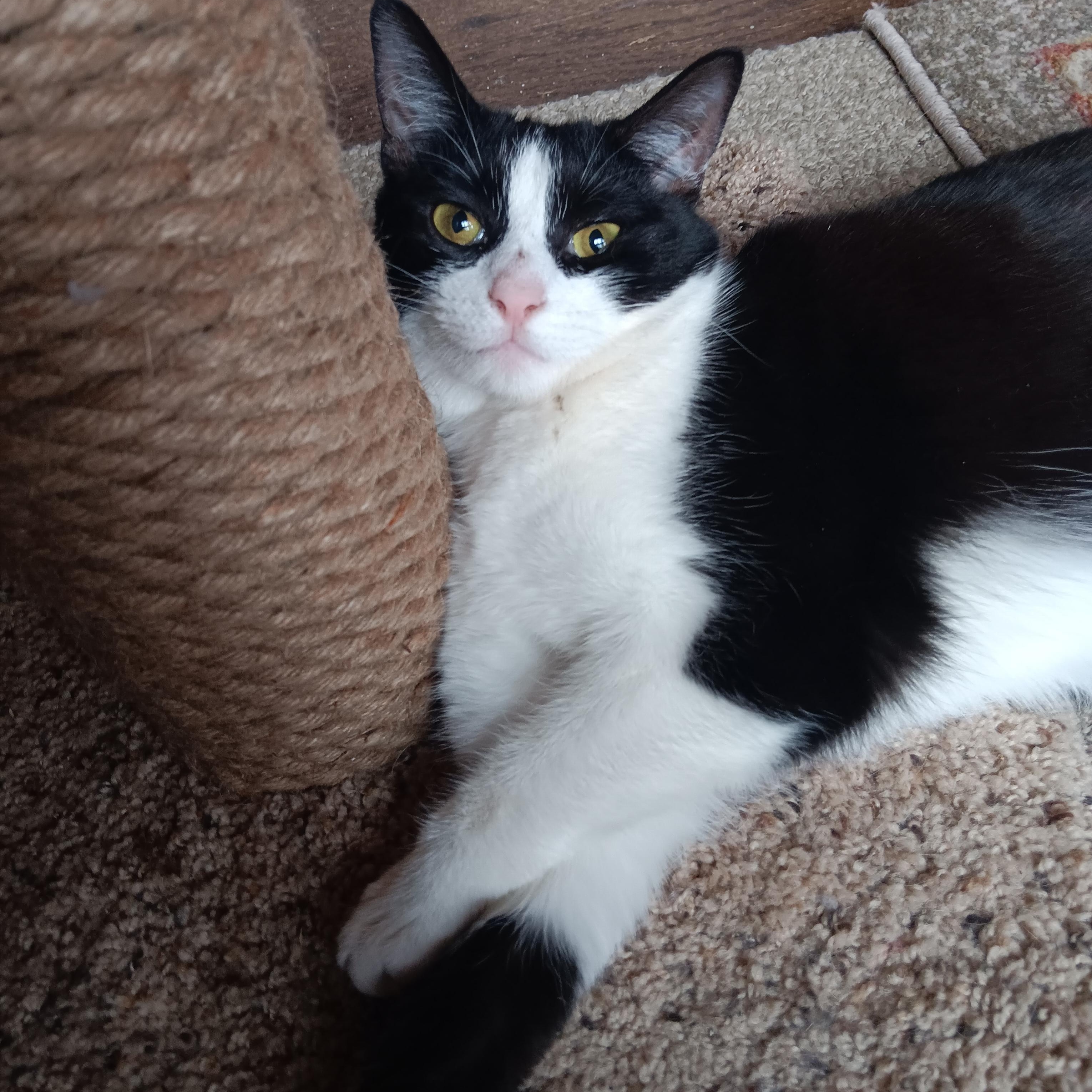 Enlarge Gherkin, a Adoptable mixed breed in Woodbury, NJ image 4/6
