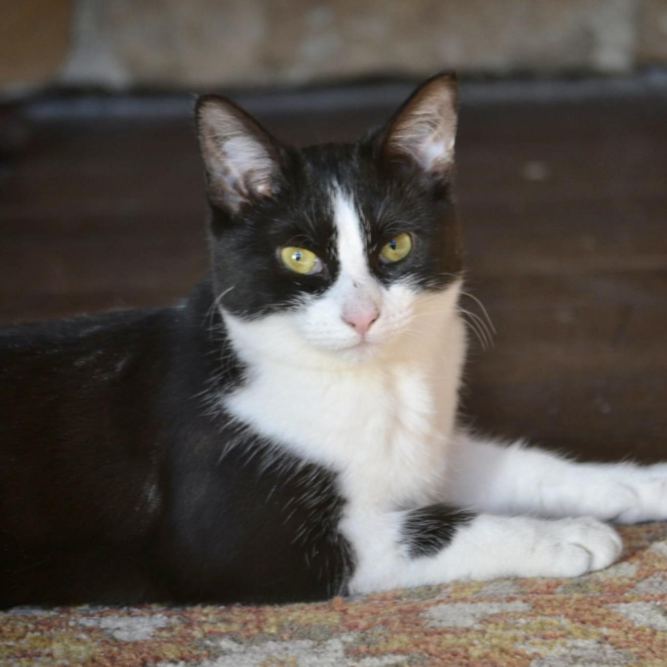 Enlarge Gherkin, a Adoptable mixed breed in Woodbury, NJ image 1/6